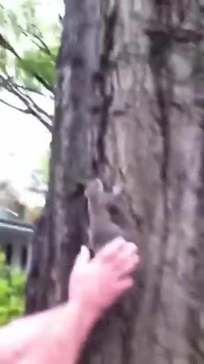 WCGW releasing a squirrel into the wild