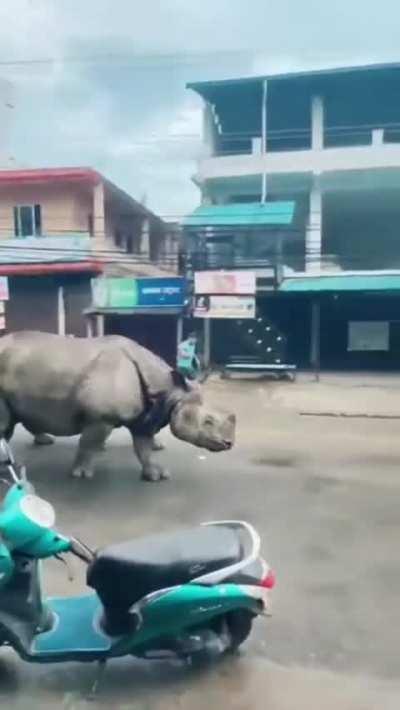 These Rhinos walking down the street in India.