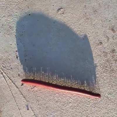 The shadow of a millipede along the path.