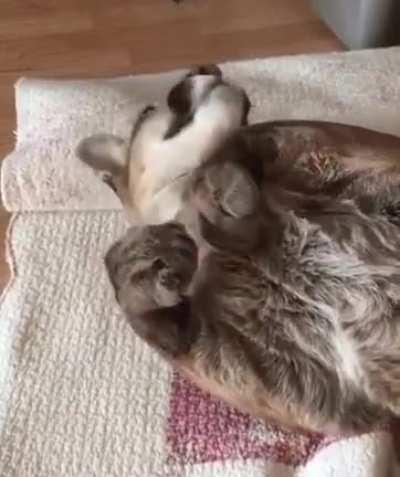 A big mountain lion waking up from a nap, meowing and giving their foot a cuddle