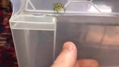 Tiny super spider catches fly