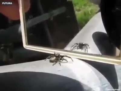 A spider's reaction when it sees itself infront of a mirror