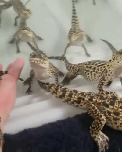 Baby crocodiles sound like laser guns as they greet their keeper at a Florida wildlife center