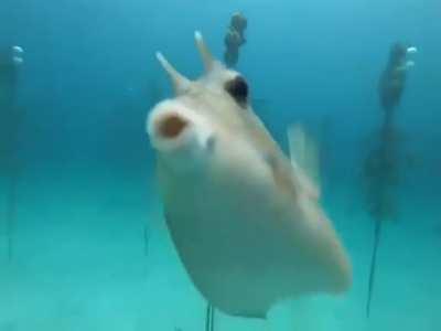 cute cowfish