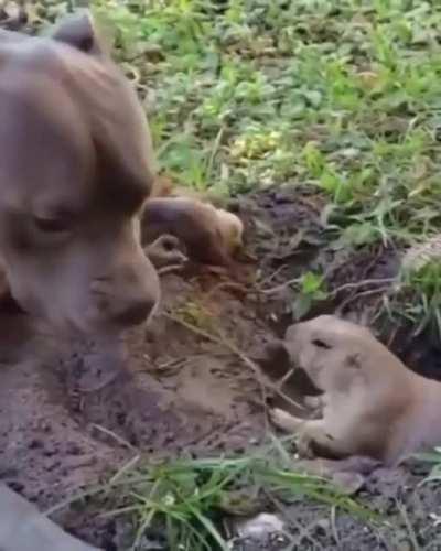 Stupid dog cannot handle a tiny digging thing