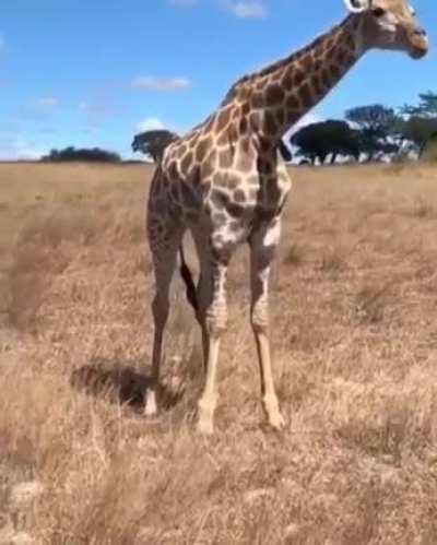 🔥 Giraffes prefer to eat foliage from trees, but in case of food shortage, they can also eat grass, squatting in a spectacular jump.