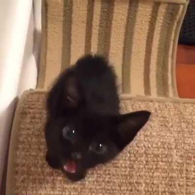 This Kitten has the longest little Meow