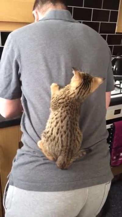 Cat climb on owner's back