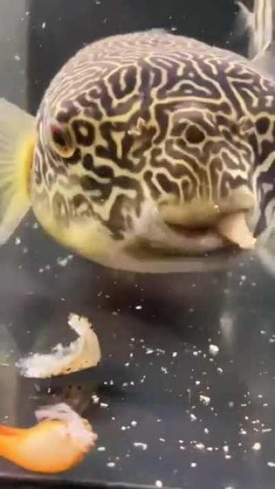 Pufferfish eats a whole crab