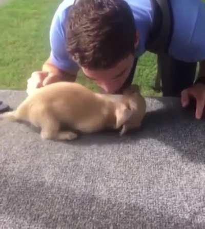 Puppy gets so excited Dad is coming home from work 🥺 So precious!!