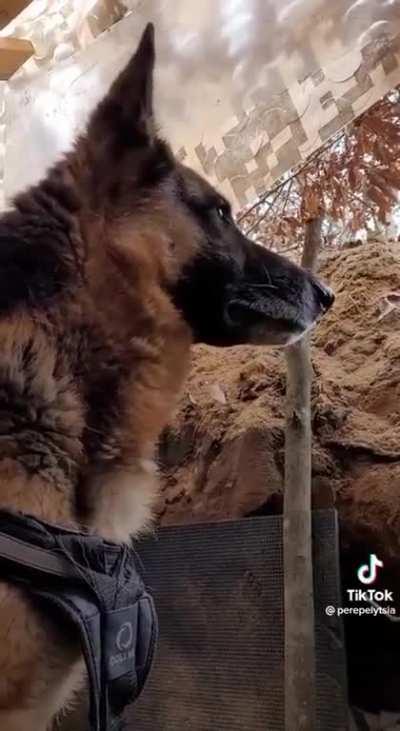 Inside a frontline AFU trench, a service dog dislikes the Russian shelling as much as it's owner - Location unknown