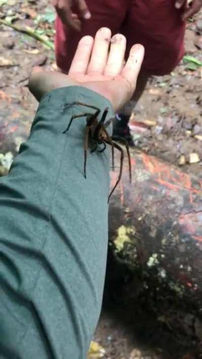 Massive, gross spider