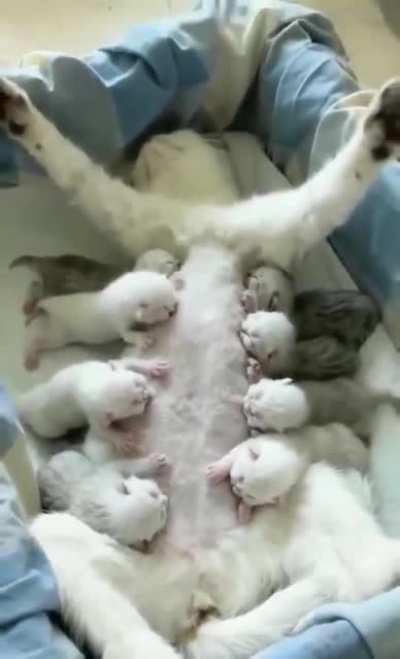 Welcome to the milk bar