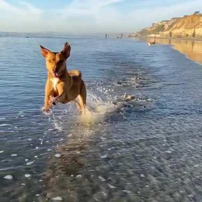 She’s cute and she knows it. Here’s my pup Poppy having her Baywatch moment.