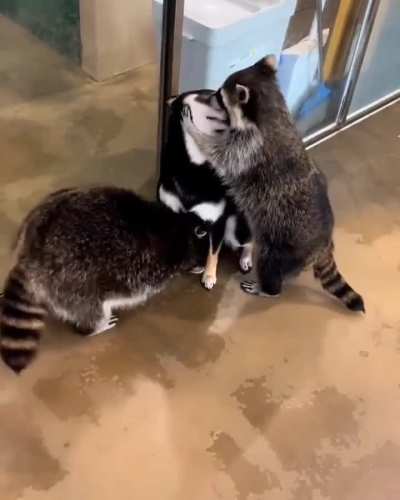 Raccoons