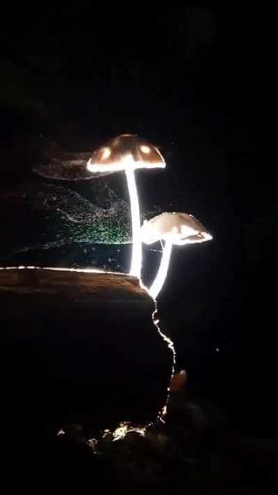 Mushrooms releasing millions of microscopic spores into the wind to propagate