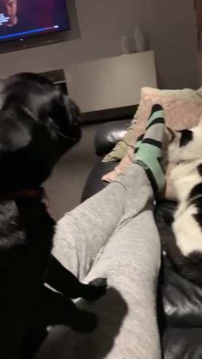 Dog meows and cat gets confused🙀