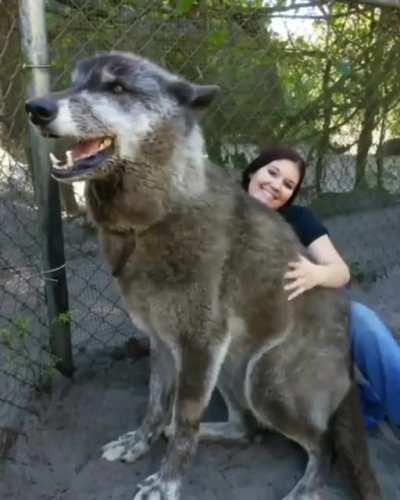 UNBGBBIIVCHIDCTIICBG...and a big wolf dog