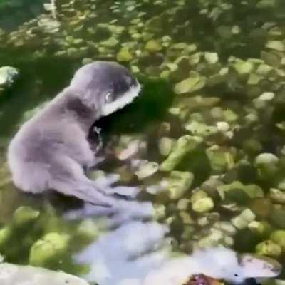 Otter puppy testing the water