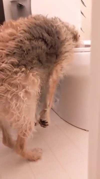 Our Dog Drinking Out of the Toilet