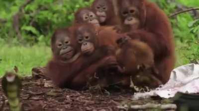 A rubber cobra is being used to teach orangutan orphans to fear snakes in the wild