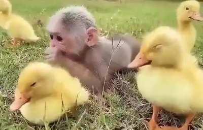 no meme, just monkey with frens