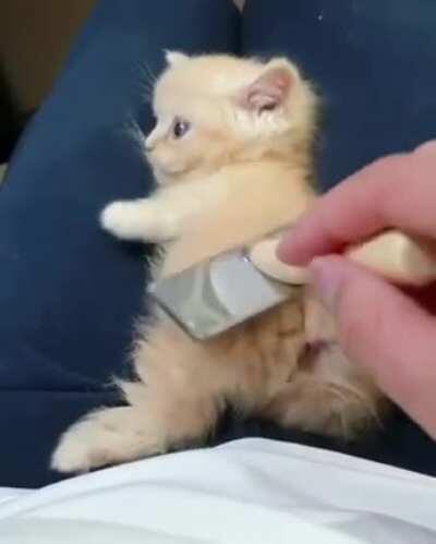 brushy brushy