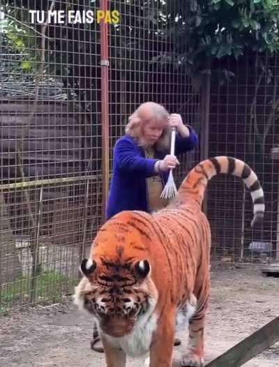 Brushing a tiger