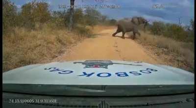 Elephant attacked a car at Krugers National Park