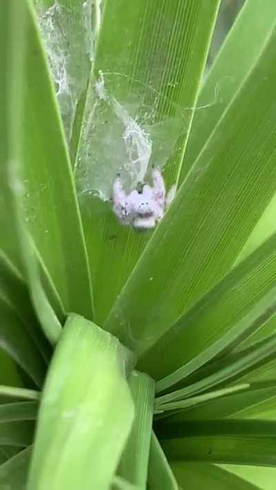 This beautiful little spider I found on a walk (Central America)