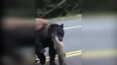 🔥 Mama Bear Carrying a Salmon while Crossing the Street