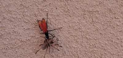 Got to see a trantula hawk in action this evening!