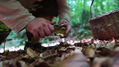 Viking Cooking: Mushroom Soup, Elderflower Frittes