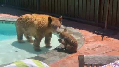 Mama Bear and cub use pool