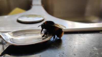 Found this wee guy in the kitchen sink today. Some sugar water sorted him out 💪