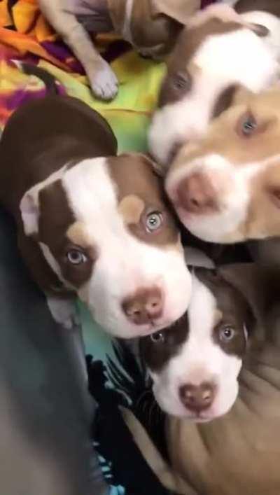 A cart full of puppies.