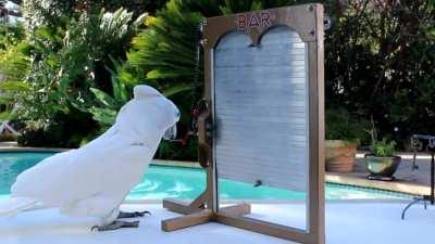 Smudge the cockatoo enjoying a glass of victory juice after opening three doors with various locks