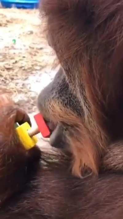 Orangutan uses its lips to tighten the nut