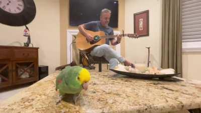 Hotel California - Song by Eag… sorry… by Parrots