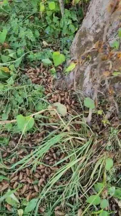 Base of an apple tree in VA.