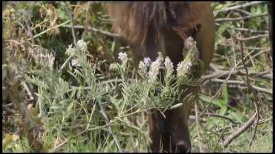 The Konik is an endangered Polish breed of pony with semi-feral populations living in nature reserves throughout Europe. These ponies are at home grazing in wetlands, marshes and woodlands. Recently, Konik ponies from Latvia were released in the Ukrainian