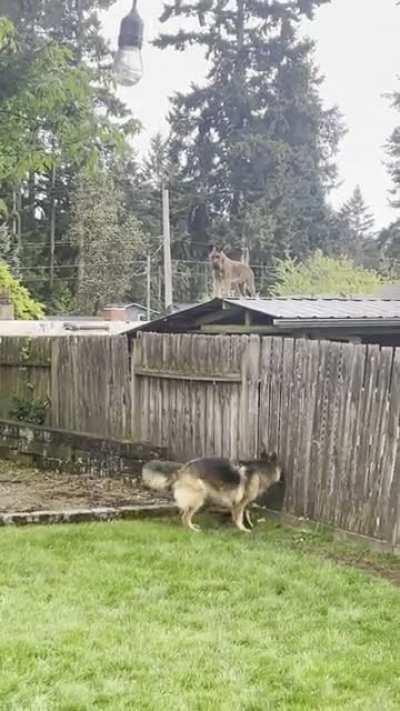 Everyday my neighbors dog hops on top of their shed to say hello & stares at us. It’s the highlight of my day lol