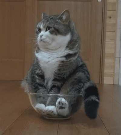 Bored cat sitting in a bowl