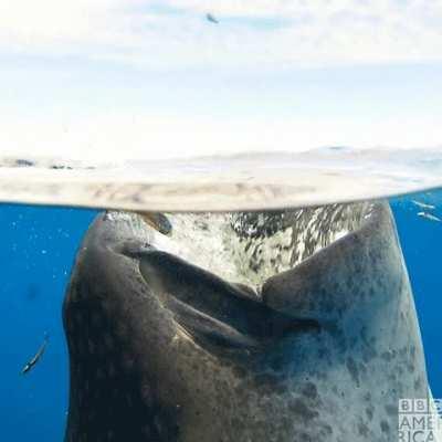 A demonstration of the power of a whale shark’s gulp, creating a vortex, sucking in all the surrounding fish and plankton and in this case breaking the surface like bathwater running down a plughole. (Credit: BBC America)