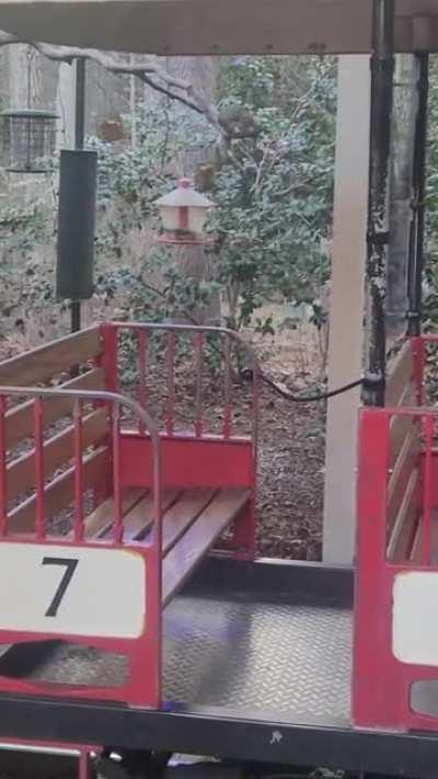 Caught this squirrel at work that displayed some impressive acrobatics to get to the bird feeder. (wait for it)