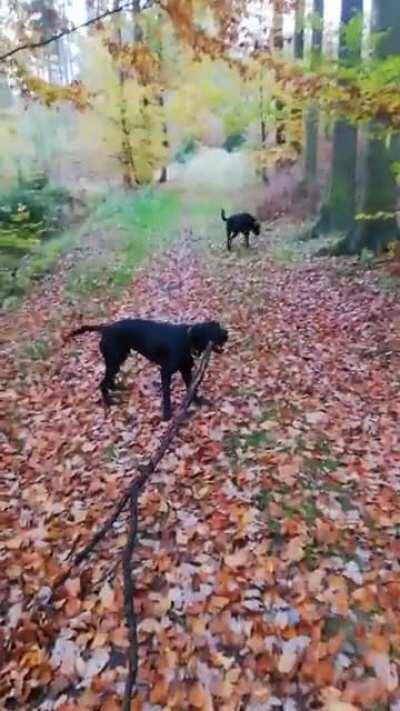 Here’s Loki and his undying love for giant sticks