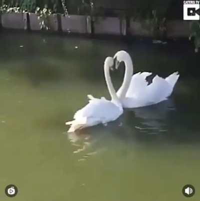 Swan couple reunited after illness treatment