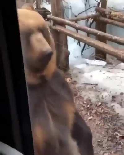 🔥 A bear just passing by…