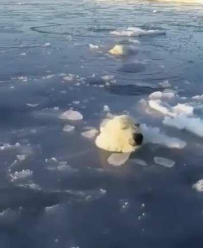 A mother Polar Bear periodically breaking holes in thin ice to let her cub breathe