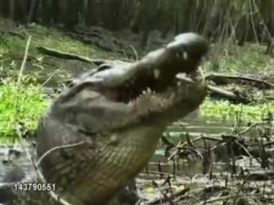 A crocodile eating a whole turtle